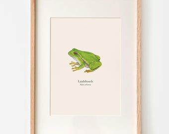 Affiche grenouille avec dessin de rainette, illustration de grenouille (Hyla arborea) encadré ou avec rail d'affiche au choix, cadeau pour les amoureux de la nature