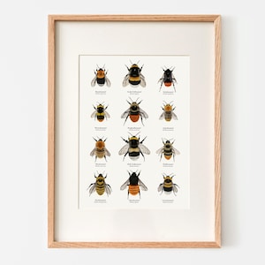 Hummel Poster | Natur Kunstdruck | Zeichnungen von zwölf heimischen Hummelarten | Optional gerahmt oder mit einer Posterleiste | A4, A3, A2