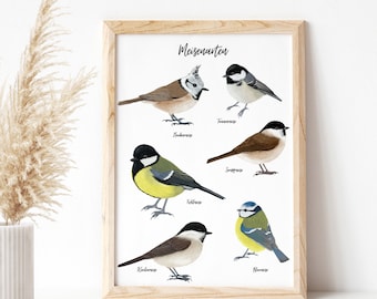 Póster de aves locales, imagen de especies de herrerillos A4, opcionalmente enmarcado o con barra para póster