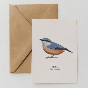 Postal Trepador Azul – Dibujo de Pájaro | Regalo para los amantes de las aves | Miniimpresión A6 | Aves nativas | Tarjeta de felicitación Amor a la naturaleza, enmarcada opcionalmente