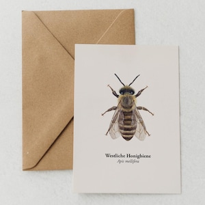 Carte postale abeille – dessin d'abeille – carte de vœux durable – cadeau pour apiculteurs et amoureux de la nature – mini-impression DIN A6 – encadré en option