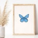 see more listings in the Poster Butterflies section