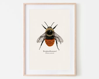 Bumblebee drawing mountain bumblebee (Bombus Monticola), nature poster wild bee, optionally framed or with a poster bar