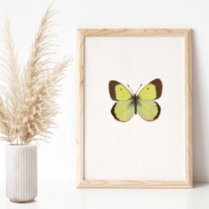 Imagen de mariposa A4, dibujo de bling amarillo de alto páramo, impresión de arte de la naturaleza