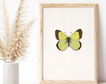 Schmetterling Bild A4, Hochmoorgelbling Zeichnung, Natur Kunstdruck