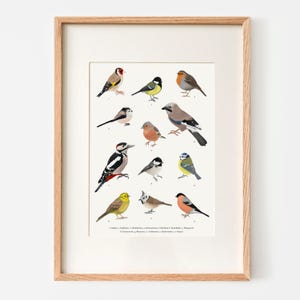 Póster Aves Nativas A4/A3 – impresión artística con dibujos de 12 especies de aves nativas | Opcionalmente enmarcado o con riel para póster.