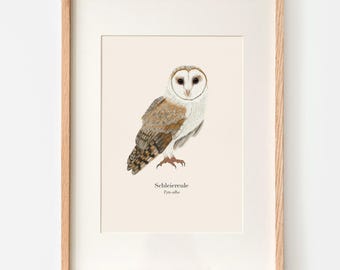 Eule Zeichnung | Schleiereule (Tyto alba) Illustration | Eulen Poster | Natur Kunstdruck optional gerahmt