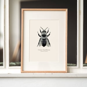 Poster di api Ape di sabbia grigia, disegno di api selvatiche, stampa artistica naturale A4