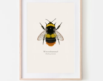 Bumblebee poster with meadow bumblebee illustration - gift nature lover - A4 - nature art print - optionally framed or with a poster bar