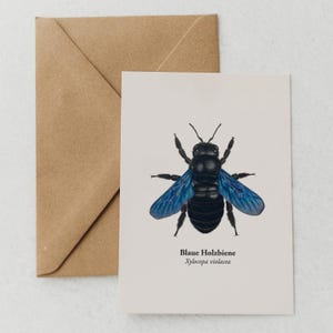 Cartão postal abelha, desenho de abelha carpinteira, presentes sustentáveis, presente apicultor, presente amante da natureza, mini impressão de arte A6 opcionalmente emoldurada