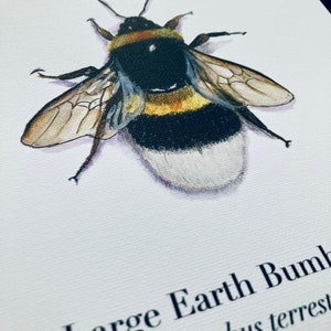 以下が含まれることがあります： 大型のオオマルハナバチ（Bombus terrestris）の水彩画。ハチは羽を広げて描かれており、黒と黄色の縞模様の腹部と白い尻尾が際立っている。