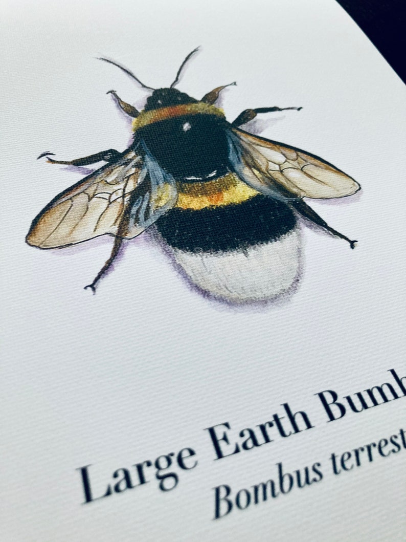 以下が含まれることがあります： 大型のオオマルハナバチ（Bombus terrestris）の水彩画。ハチは羽を広げて描かれており、黒と黄色の縞模様の腹部と白い尻尾が際立っている。