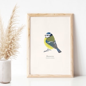 Póster de pájaro A4 con dibujo de herrerillo común, alemán y latín