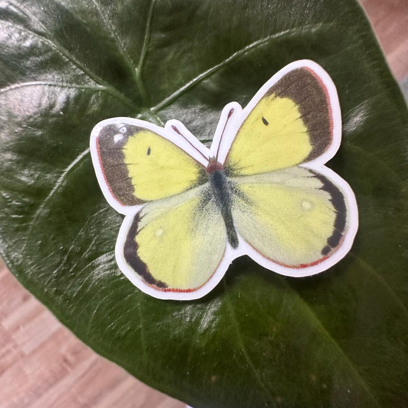 Butterfly Sticker Set, Waterproof Vinyl Stickers, Gift for Nature ...