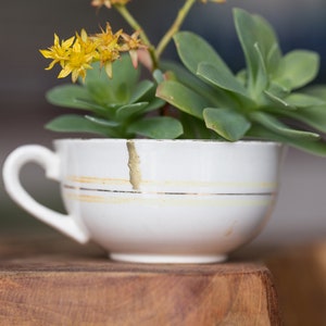 May include: A white teacup with gold trim and a crack on the side, filled with a succulent plant with yellow flowers.