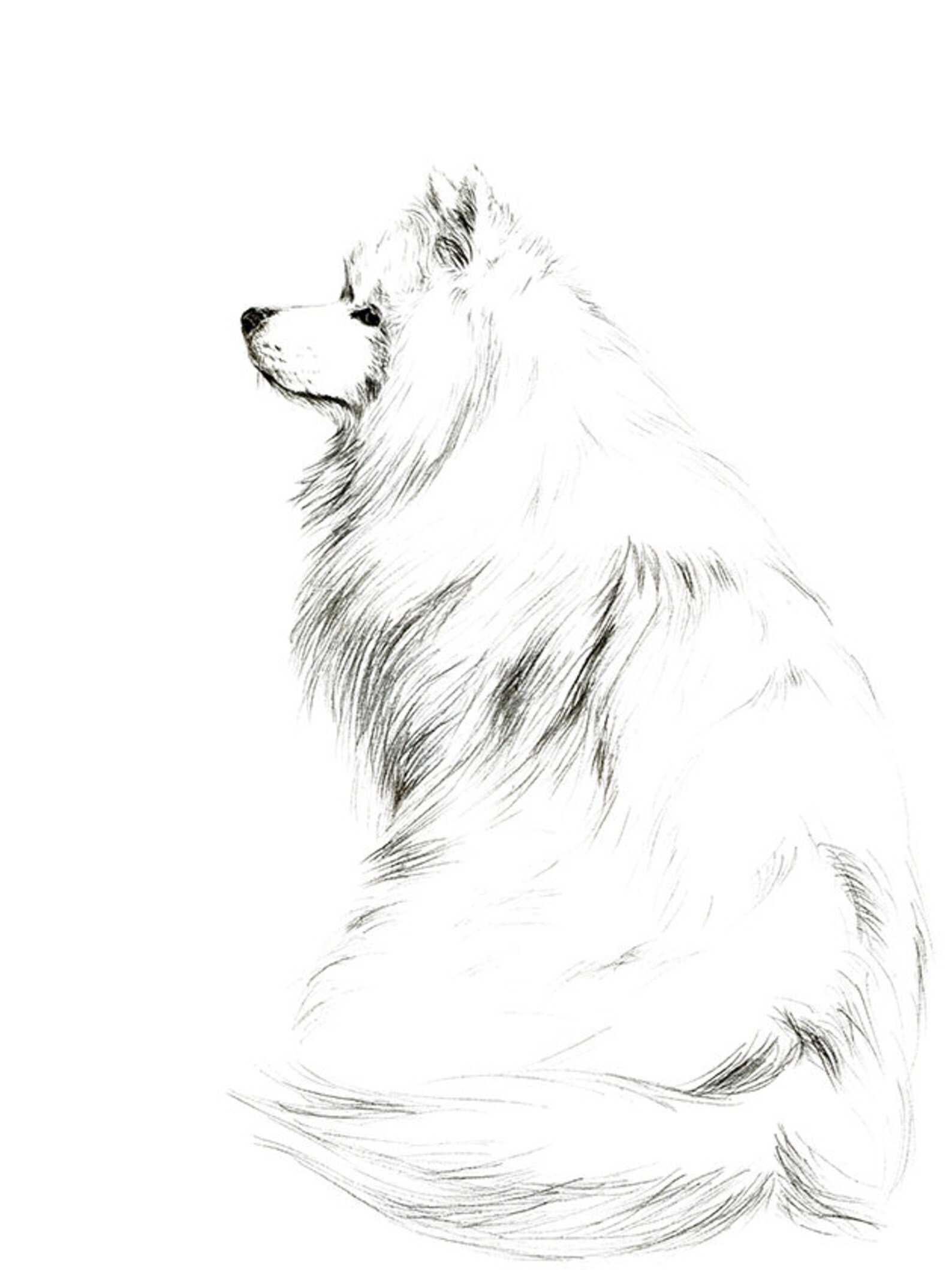 Samoyed Dog Portrait Samoyed Drawing Print Samoyed Wall Etsy UK