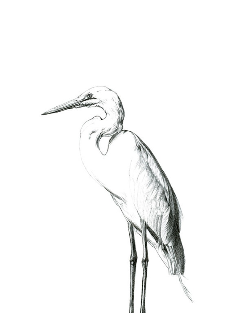 Great White Heron, Heron Painting, Heron Art, Home Decor, Egret Drawing ...