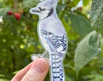 Pegatina de vinilo transparente de arrendajo azul / Calcomanía de naturaleza en acuarela / Pegatina de pájaro para portátil / Pegatina para botella de agua para observación de aves