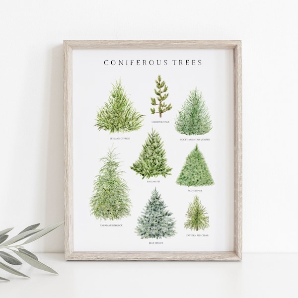 Conifer Trees Watercolor Print | Watercolor Christmas Trees | Holiday Decor | Christmas Gift Idea | Nature Study | Homeschool Nature Chart