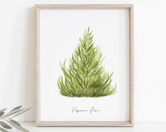 Virginia Pine | Winter Trees Watercolor Print | Pine Tree Watercolor Print | Conifer Wall Art | Evergreen Print | Farmhouse Winter Art