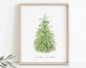 Canadian Hemlock | Winter Trees Watercolor Print | Watercolor Christmas Trees Painting | Evergreen Tree Study | Conifer Art Print