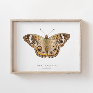 Common Buckeye Butterfly Watercolor Art Print | Nature Chart | Butterfly Painting | Montessori | Homeschool | Charlotte Mason