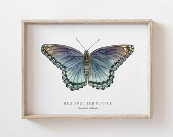Red-Spotted Purple Butterfly Watercolor Art Print | Nature Chart | Butterfly Painting | Montessori | Homeschool | Charlotte Mason