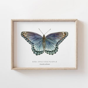 Red-Spotted Purple Butterfly Watercolor Art Print | Nature Chart | Butterfly Painting | Montessori | Homeschool | Charlotte Mason