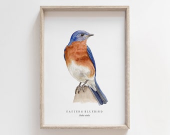Könnte beinhalten: Ein Aquarellbild eines Östlichen Blauvogels, ein kleiner Vogel mit blauem Kopf, Rücken und Schwanz, orangefarbener Brust und weißem Bauch. Der Vogel sitzt auf einem Ast. Das Bild ist mit "Eastern Bluebird" betitelt, darunter steht der wissenschaftliche Name "Sialia sialis".