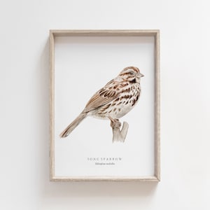 Song Sparrow Watercolor Print | Backyard Bird Painting | Birds of North America | Naturalist Nursery Decor | Farmhouse Living Room Art