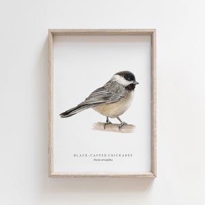 Black-Capped Chickadee Watercolor Print | Backyard Bird Painting | Birds of North America | Naturalist Nursery Decor | Farmhouse Art