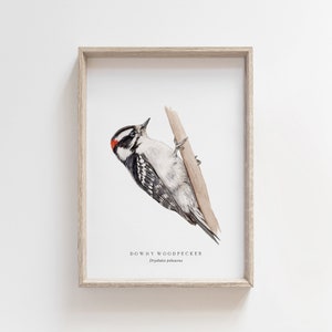 Downy Woodpecker Watercolor Print | Backyard Bird Painting | Birds of North America | Naturalist Nursery Decor | Farmhouse Living Room Art