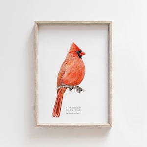 Northern Cardinal Watercolor Print | Backyard Bird Painting | Birds of North America | Naturalist Wall Art | Homeschool | Charlotte Mason