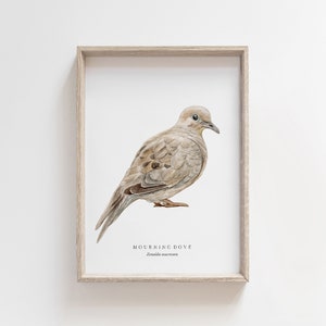 Mourning Dove Watercolor Print | Backyard Bird Painting | Birds of North America | Naturalist Nursery Decor | Farmhouse Living Room Art