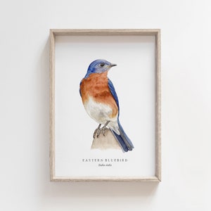 Eastern Bluebird Watercolor Print | Backyard Bird Art Painting | Birds of North America | Nursery wall art | Playroom Decor