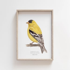 American Goldfinch Watercolor Print | Backyard Bird Painting | Birds of North America | Naturalist Nursery Decor | Farmhouse Living Room Art