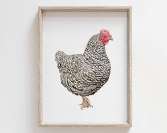 Barred Rock Chicken Watercolor Art Print | Chicken Painting | Chicken Wall Art