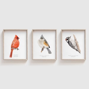 Set of 3 Backyard Birds of North America Watercolor Art Prints | Bird Painting | Bird Wall Art | Playroom art | Nursery wall art