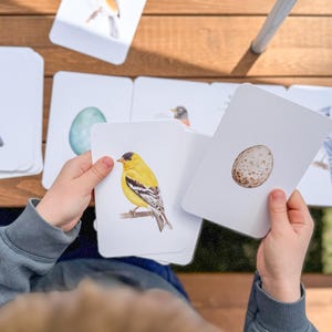 K&ouml;nnte beinhalten: Ein Satz von Lernkarten mit Illustrationen von V&ouml;geln, Eiern und einem Vogelhaus. Die Karten sind wei&szlig; mit bunten Illustrationen. Die Karten werden von Kinderh&auml;nden gehalten.