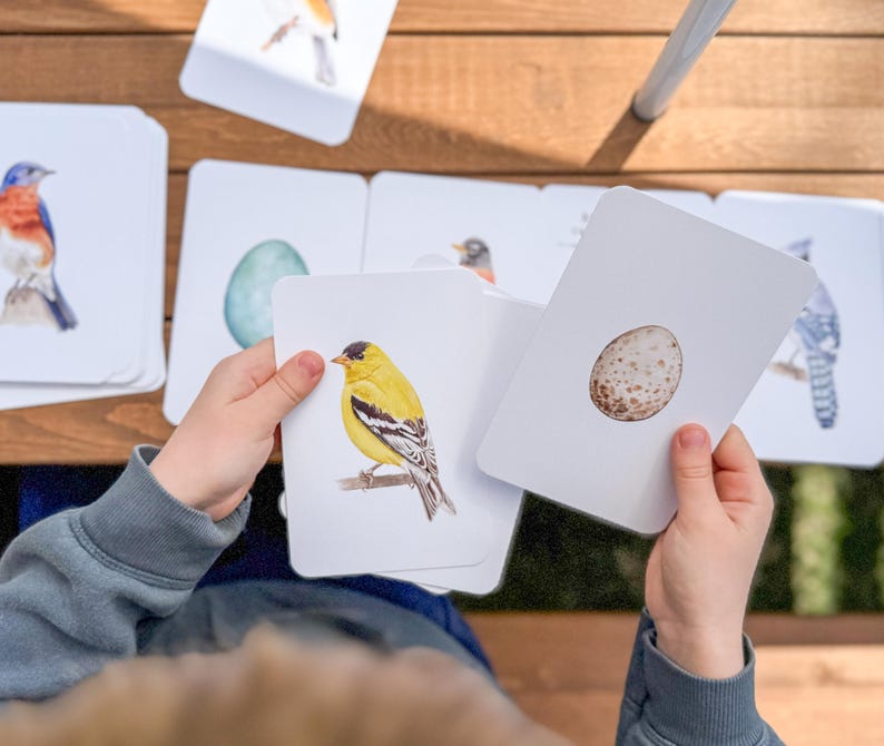 K&ouml;nnte beinhalten: Ein Satz von Lernkarten mit Illustrationen von V&ouml;geln, Eiern und einem Vogelhaus. Die Karten sind wei&szlig; mit bunten Illustrationen. Die Karten werden von Kinderh&auml;nden gehalten.