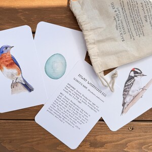 K&ouml;nnte beinhalten: Satz illustrierter Lernkarten mit einem Blauvogel, einem Buntspecht und einem Buntspechtei. Die Karten enthalten den wissenschaftlichen Namen und Informationen &uuml;ber den Vogel und sein Ei.