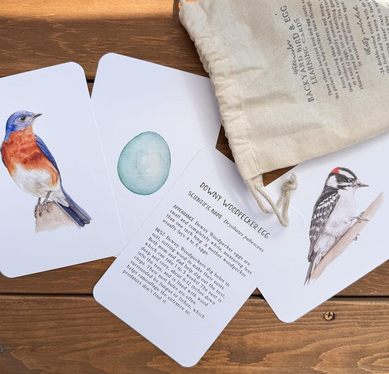 K&ouml;nnte beinhalten: Satz illustrierter Lernkarten mit einem Blauvogel, einem Buntspecht und einem Buntspechtei. Die Karten enthalten den wissenschaftlichen Namen und Informationen &uuml;ber den Vogel und sein Ei.