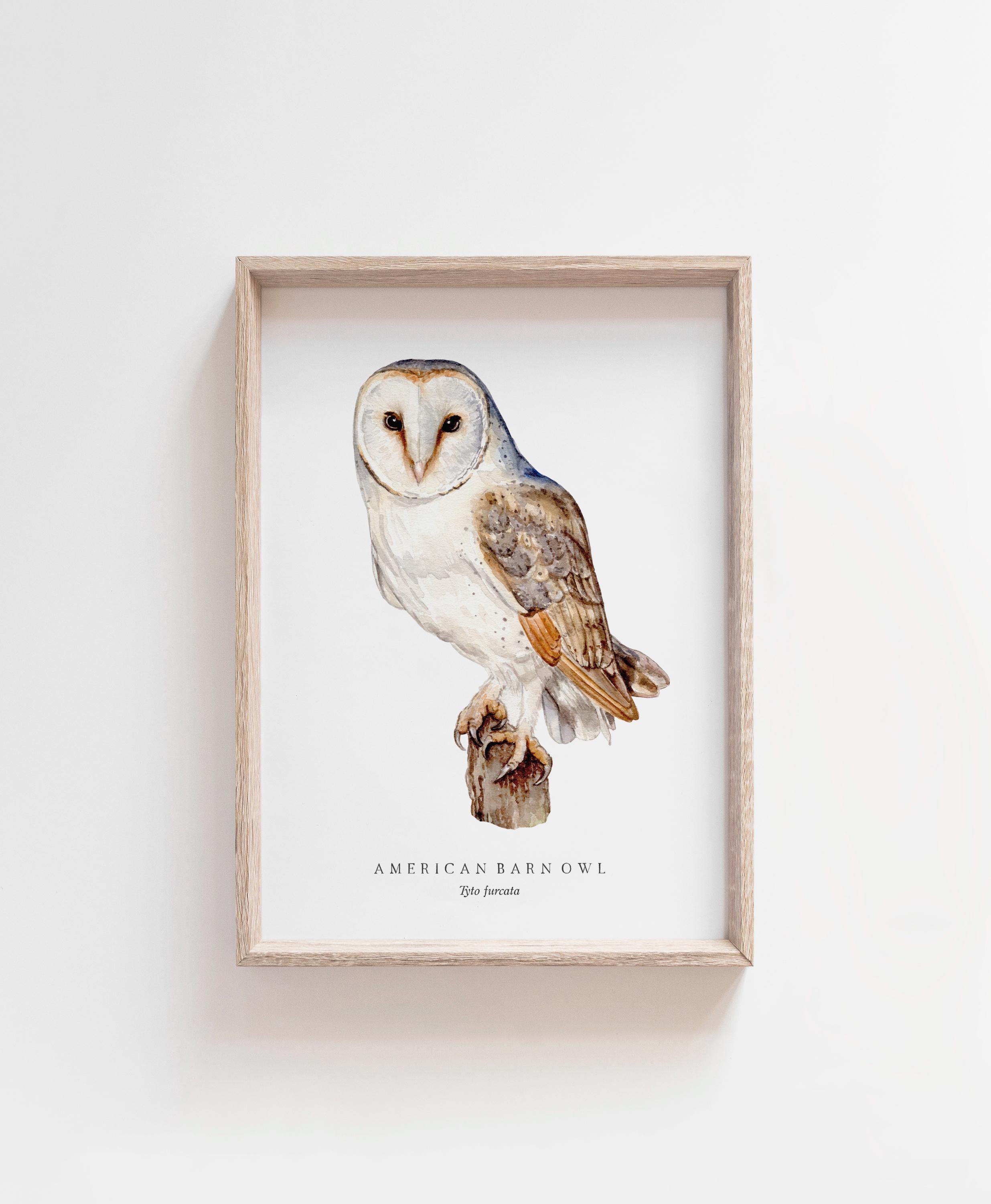 Barn Owl Watercolor Print | Backyard Bird Painting | Birds of North ...