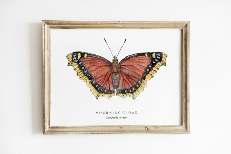 Mourning Cloak Butterfly Watercolor Art Print Nature Chart - Etsy