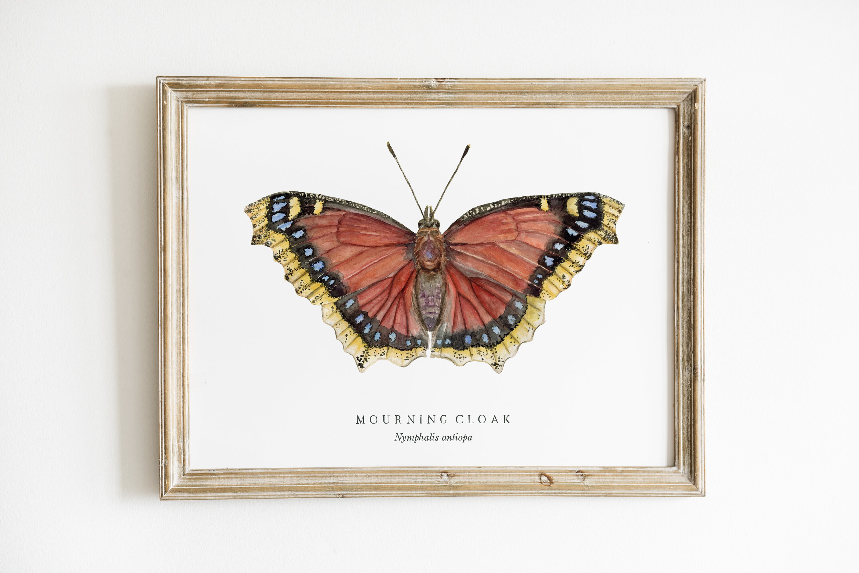 Mourning Cloak Butterfly Watercolor Art Print | Nature Chart ...