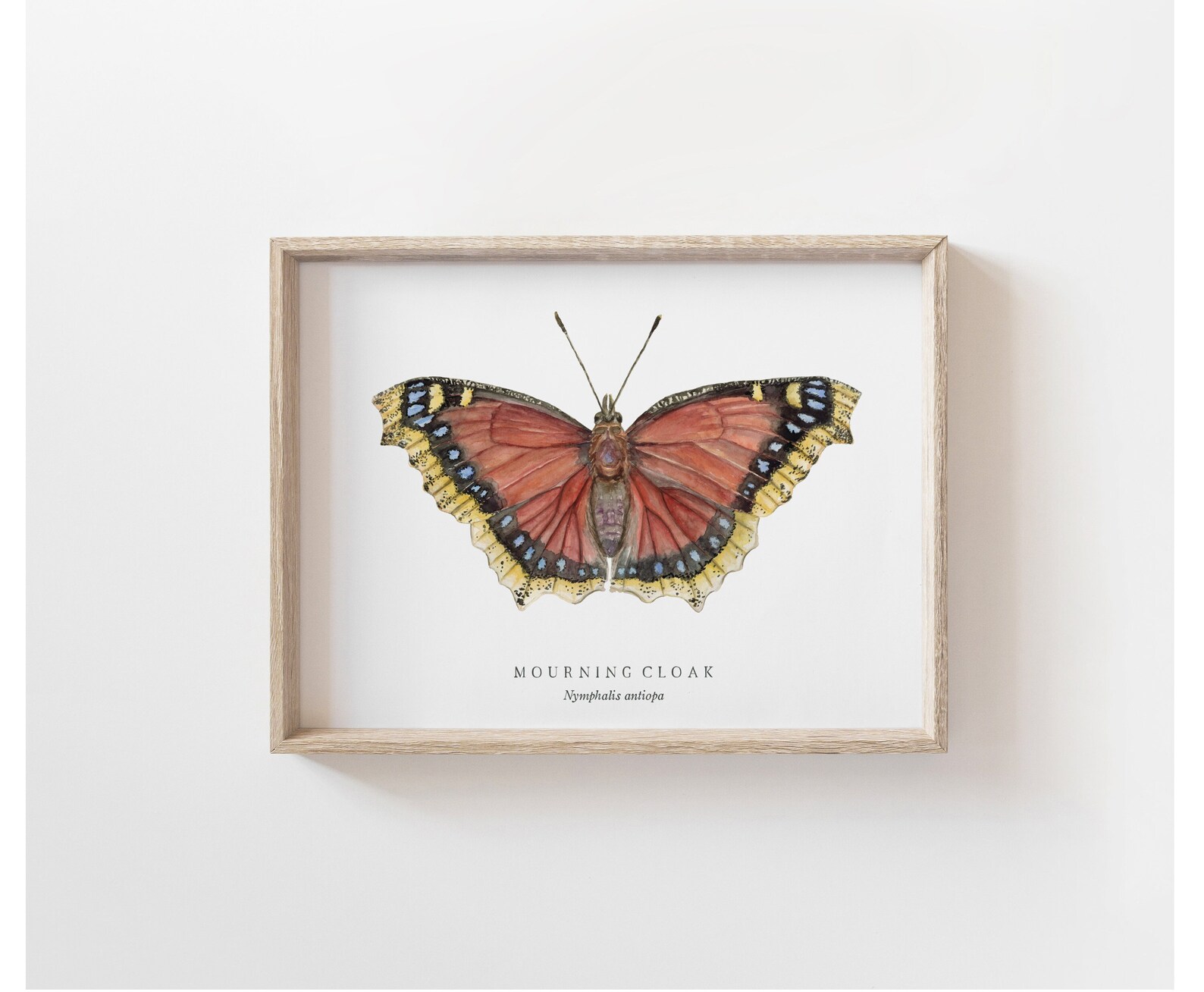 Mourning Cloak Butterfly Watercolor Art Print | Nature Chart ...