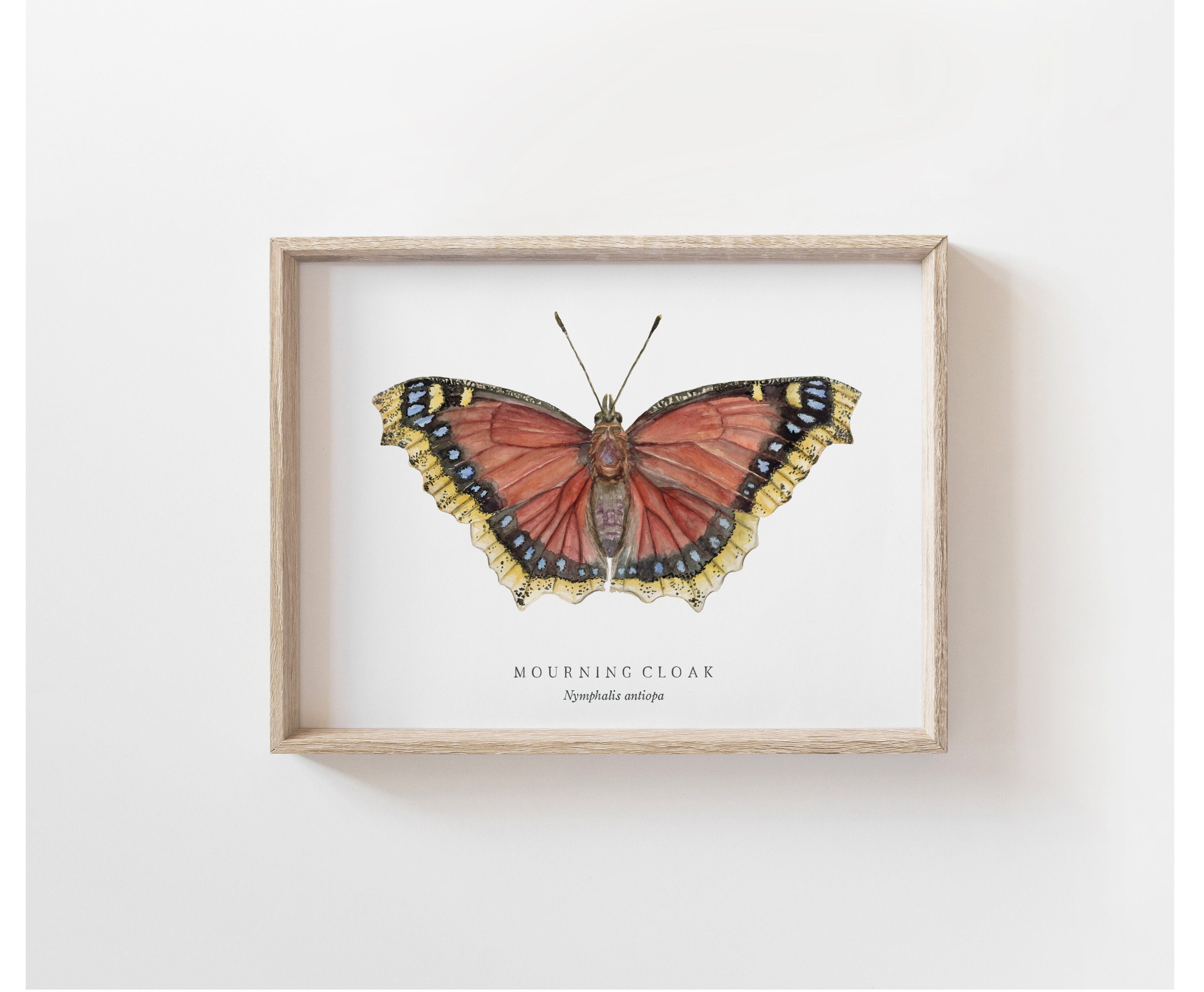 Mourning Cloak Butterfly Watercolor Art Print | Nature Chart ...