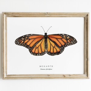 Monarch Butterfly Watercolor Art Print | Butterfly Painting ...