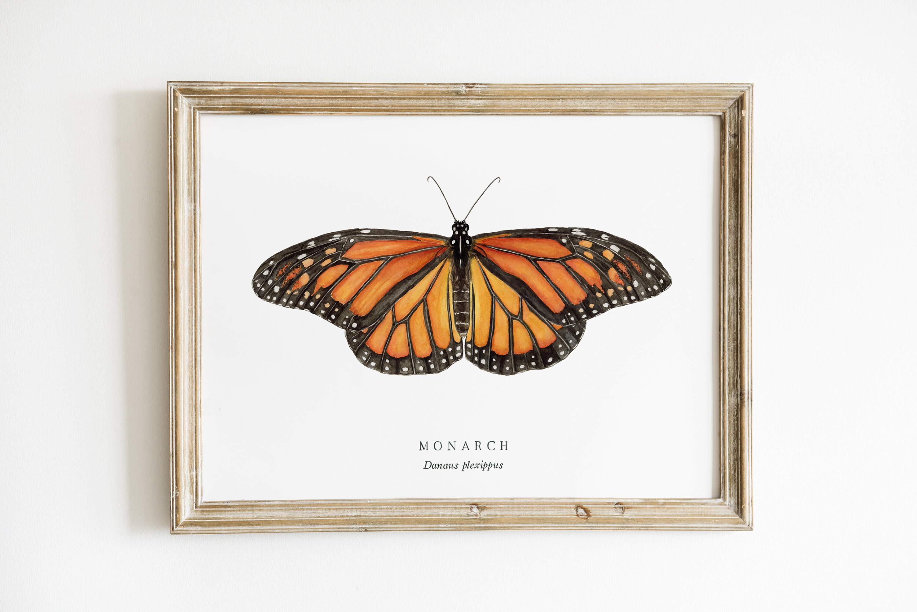 Monarch Butterfly Watercolor Art Print | Butterfly Painting ...