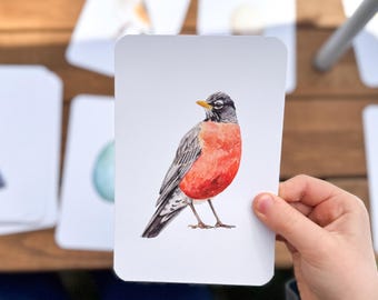 North American Backyard Bird and Egg Learning Cards | Montessori Bird Flashcards | Homeschool Nature Study | Educational Cards